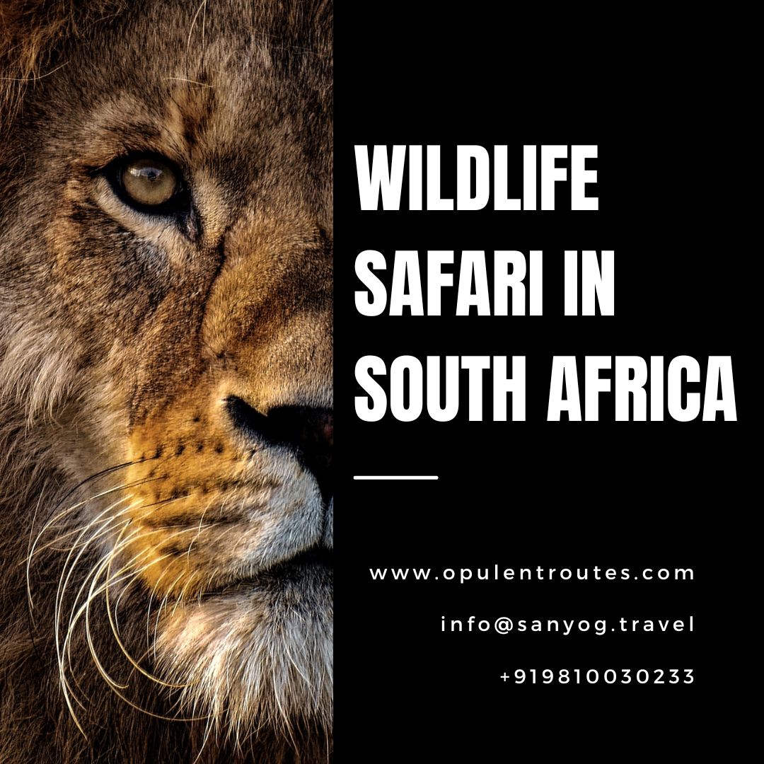 wildlife safari in south africa